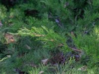 Juniperus scopulorum Himmelstalundshallen, Linköping, Östergötland, Sweden 20200816_0034