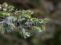 Juniperus squamata Landskronavägen 550 m NE Sundsgården, Helsingborg, Skåne, Sweden 20170811_0004