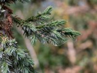 Juniperus squamata Landskronavägen 550 m NE Sundsgården, Helsingborg, Skåne, Sweden 20170811_0005