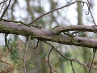 Juniperus squamata Sularp, Södra Sandby, Lund, Skåne, Sweden 20170408_0010