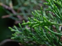 Juniperus virginiana Landskronavägen 550 m NE Sundsgården, Helsingborg, Skåne, Sweden 20170811_0011