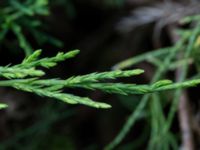 Juniperus virginiana Landskronavägen 550 m NE Sundsgården, Helsingborg, Skåne, Sweden 20170811_0013