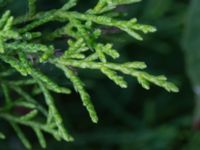 Juniperus virginiana Landskronavägen 550 m NE Sundsgården, Helsingborg, Skåne, Sweden 20170811_0015