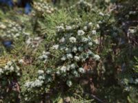 Platycladus orientalis Chersonesos, Sevastopol, Crimea, Russia 20150914_0051