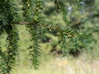 Taxus baccata Landskronavägen 550 m NE Sundsgården, Helsingborg, Skåne, Sweden 20170811_0017