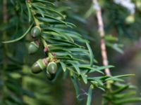 Taxus baccata Landskronavägen 550 m NE Sundsgården, Helsingborg, Skåne, Sweden 20170811_0018