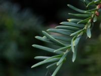 Taxus baccata Landskronavägen 550 m NE Sundsgården, Helsingborg, Skåne, Sweden 20170811_0022