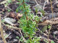 Taxus baccata Terekudden, Bunkeflo strandängar, Malmö, Skåne, Sweden 20160324_0001