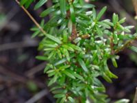 Taxus baccata Terekudden, Bunkeflo strandängar, Malmö, Skåne, Sweden 20160324_0002