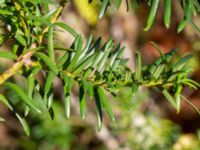 Taxus cuspidata Björkebo, Glemmingebro, Ystad, Skåne, Sweden 20231030_0040