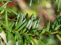 Taxus cuspidata Björkebo, Glemmingebro, Ystad, Skåne, Sweden 20231030_0041