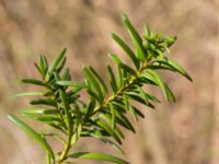 Taxus cuspidata Furulund, Kävlinge, Skåne, Sweden 20170409_0065