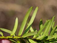 Taxus cuspidata Furulund, Kävlinge, Skåne, Sweden 20170409_0067