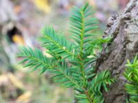 Taxus x media Falsterbo kyrka, Falsterbo, Falsterbonäset, Vellinge, Skåne, Sweden 20151024_0051