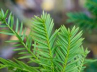 Taxus x media Falsterbo kyrka, Falsterbo, Falsterbonäset, Vellinge, Skåne, Sweden 20151024_0052