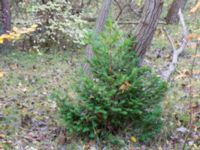 Taxus x media Falsterbo kyrka, Falsterbo, Falsterbonäset, Vellinge, Skåne, Sweden 20151024_0053