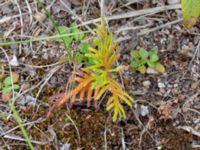 Thuja occidentalis Limhamns kalkbrott, Malmö, Skåne, Sweden 20180901_0028