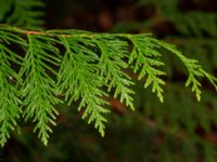 Thuja plicata Hällevik, Simrishamn, Skåne, Sweden 20181124_0094