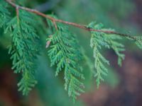 Thuja plicata Sankt Hans Backar, Lund, Skåne, Sweden 20151108_0034