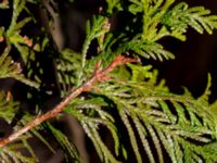 Thuja plicata Skäftekärr, Böda, Borgholm, Öland, Sweden 20160409_0005