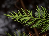 Thuja standishii Hällevik, Simrishamn, Skåne, Sweden 20181124_0053