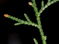 Thuja standishii Hällevik, Simrishamn, Skåne, Sweden 20181124_0055