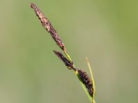 Carex cespitosa Fuktängen, Toarp, Malmö, Skåne, Sweden 20240525_0096