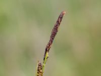 Carex cespitosa Fuktängen, Toarp, Malmö, Skåne, Sweden 20240525_0097
