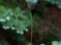 Carex pairae Ädelgransplanteringen, Toarp, Svedala, Skåne, Sweden 20240622_0030