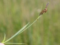 Carex panicea Sandheden, Klagshamns udde, Malmö, Skåne, Sweden 20240531_0037