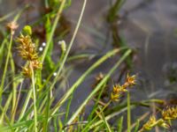 Carex spicata Dammar Gränsvägen, Åkarp, Burlöv, Skåne, Sweden 20240714_0109