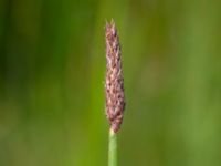 Eleocharis palustris Dammar Gränsvägen, Åkarp, Burlöv, Skåne, Sweden 20240714_0143