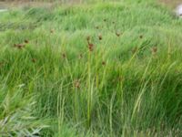 Schoenoplectus lacustris Dammar Gränsvägen, Åkarp, Burlöv, Skåne, Sweden 20240714_0111