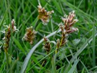 Blysmus compressus Dalen, Grönthögarna, Båstad, Skåne, Sweden 20190601_0059