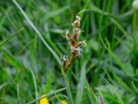 Blysmus compressus Dalen, Grönthögarna, Båstad, Skåne, Sweden 20190601_0060