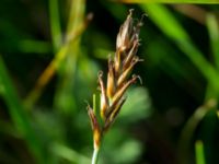 Blysmus compressus Norrebro hamn, Hov, Båstad, Skåne, Sweden 20161008_0048