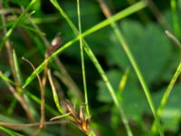 Blysmus compressus Norrebro hamn, Hov, Båstad, Skåne, Sweden 20161008_0049