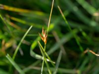 Blysmus compressus Norrebro hamn, Hov, Båstad, Skåne, Sweden 20161008_0051