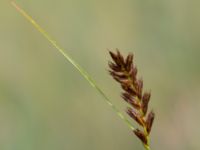 Blysmus compressus Toarpsdammen, Malmö, Skåne, Sweden 20150723_0075