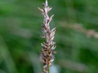 Blysmus compressus Toarpsdammen, Malmö, Skåne, Sweden 20190621_0097