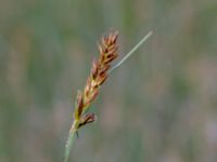 Blysmus compressus Toarpsdammen, Malmö, Skåne, Sweden 20190621_0108