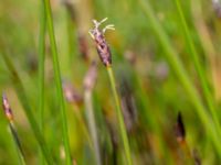 Blysmus rufus Nyhamns fälad, Höganäs, Skåne, Sweden 20190601_0125