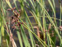 Bolboschoenus maritimus Björkadammen, Malmö, Skåne, Sweden 20150801_0113