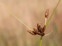 Bolboschoenus maritimus Björkadammen, Malmö, Skåne, Sweden 20150804_0145