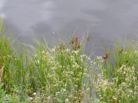 Bolboschoenus maritimus Kanalen, Östra Promenaden, Malmö, Skåne, Sweden 20190912_0010