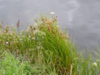 Bolboschoenus maritimus Kanalen, Östra Promenaden, Malmö, Skåne, Sweden 20190912_0011