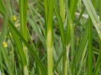 Bolboschoenus maritimus Lilla kalkbrottet, Klagshamns udde, Malmö, Skåne, Sweden 20160521_0152