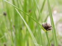 Bolboschoenus maritimus Lilla kalkbrottet, Klagshamns udde, Malmö, Skåne, Sweden 20160521_0153