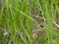 Bolboschoenus maritimus Lilla kalkbrottet, Klagshamns udde, Malmö, Skåne, Sweden 20160521_0154