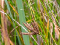 Bolboschoenus maritimus Limhamns kalkbrott, Malmö, Skåne, Sweden 20180901_0095